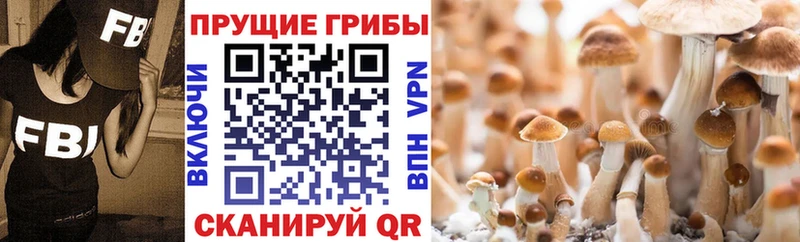 Псилоцибиновые грибы GOLDEN TEACHER  Краснокаменск 